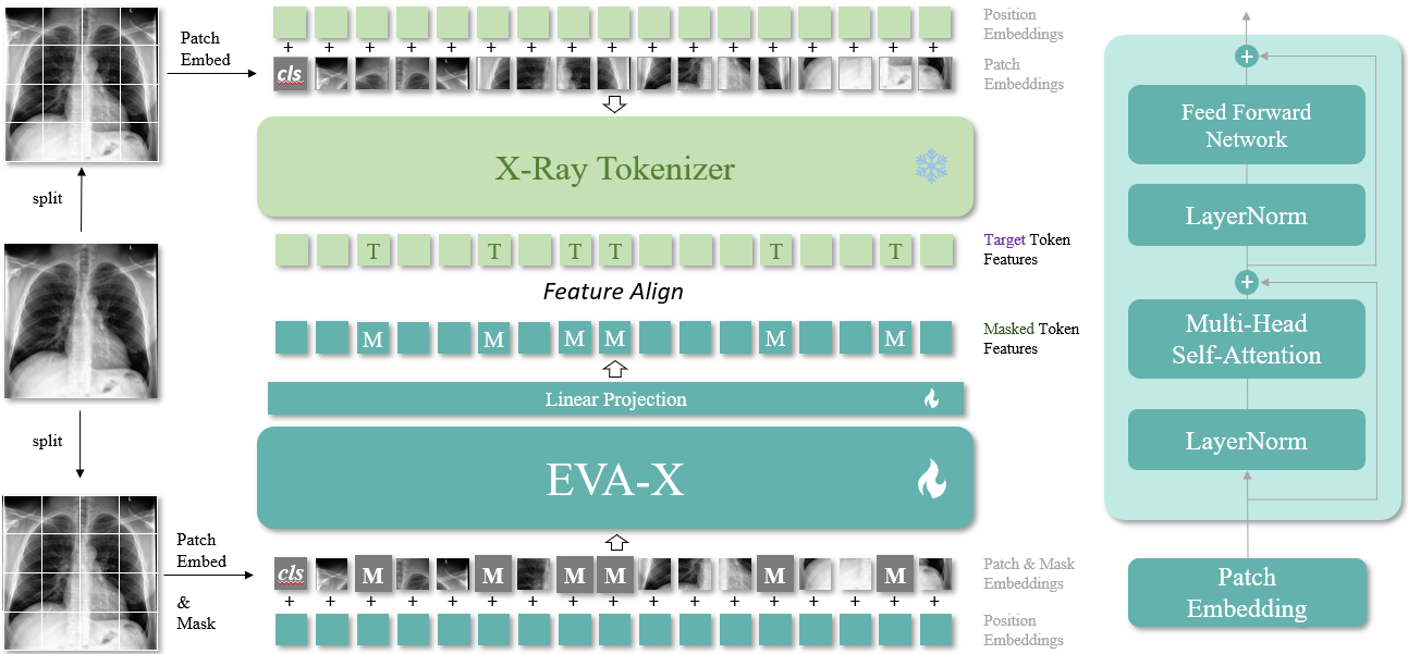 EVA-X: self-supervised chest X-ray foundation model